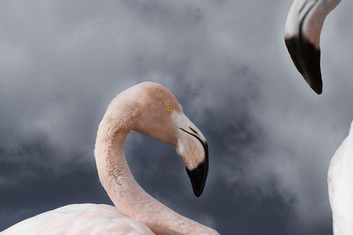 Flamingo 8