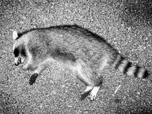 Forever Resting Raccoon