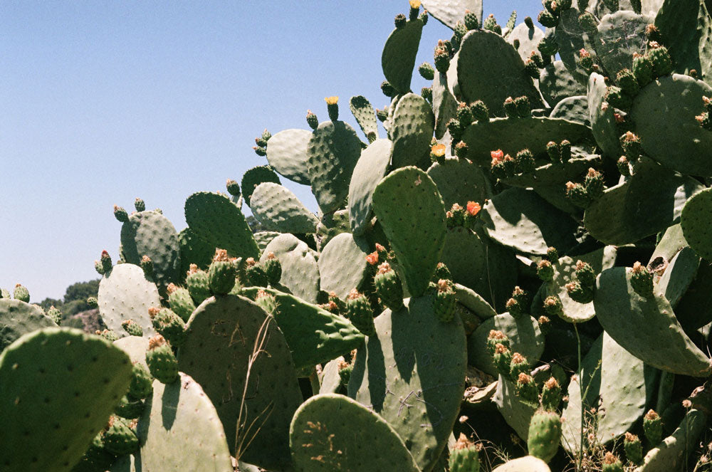 Spanish Cactus