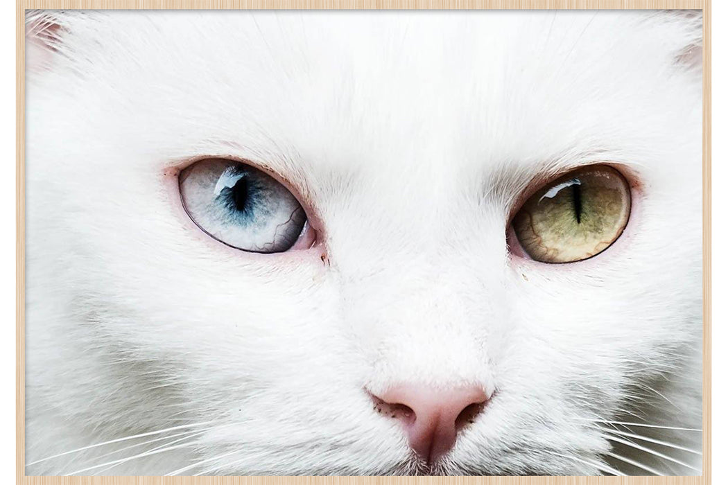 Cat Eyes
