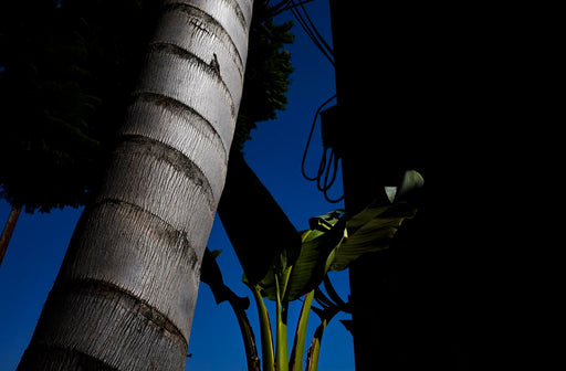 Shadow Palm